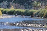 Horseback riders crossing a stream.